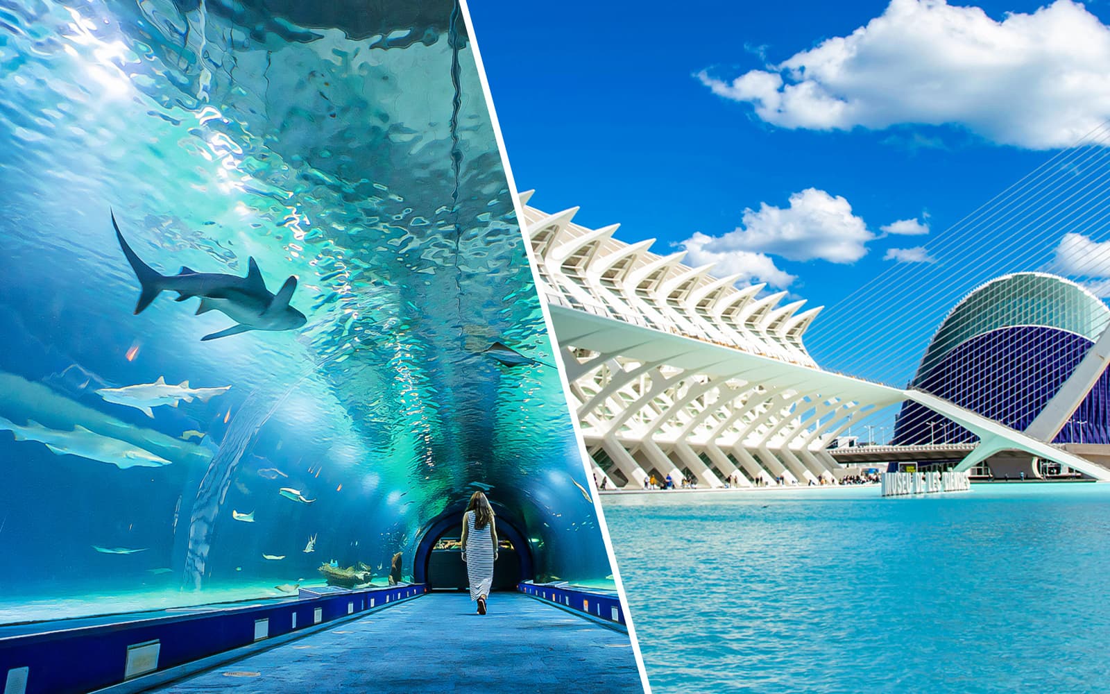 Combo: entradas para el Oceanogràfic y el Museo de las Ciencias