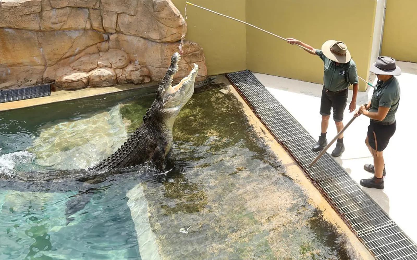 Family Saver Pack: Crocosaurus Cove Tickets - image 5
