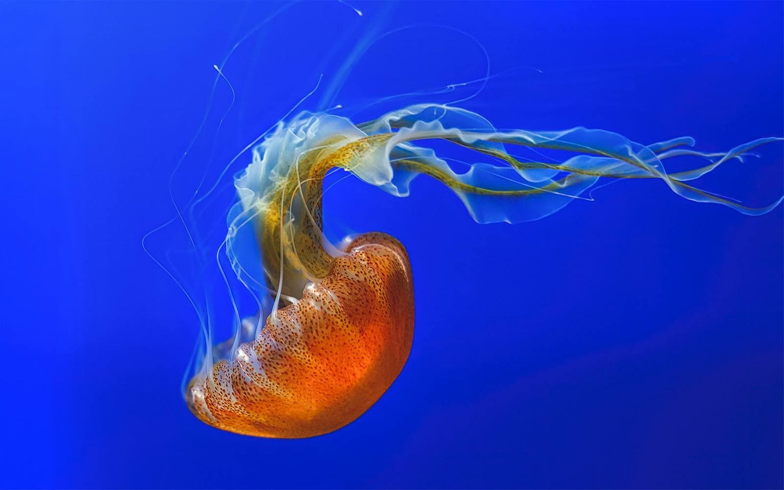 Aquarium of the Pacific Schnelleinlass-Tickets - image 2
