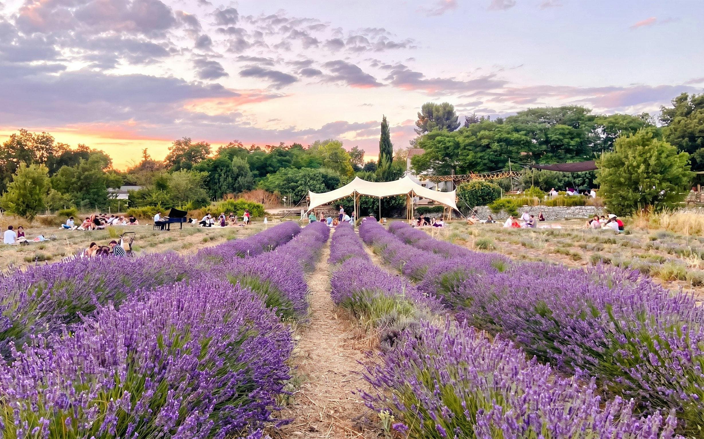 Lavender Fields Family Estate Visit - image 3