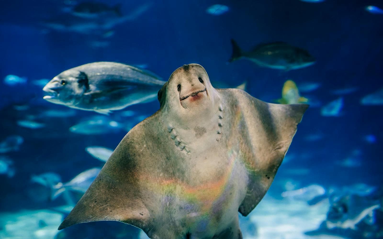 Barcelona Aquarium Schnelleinlass-Tickets - image 7