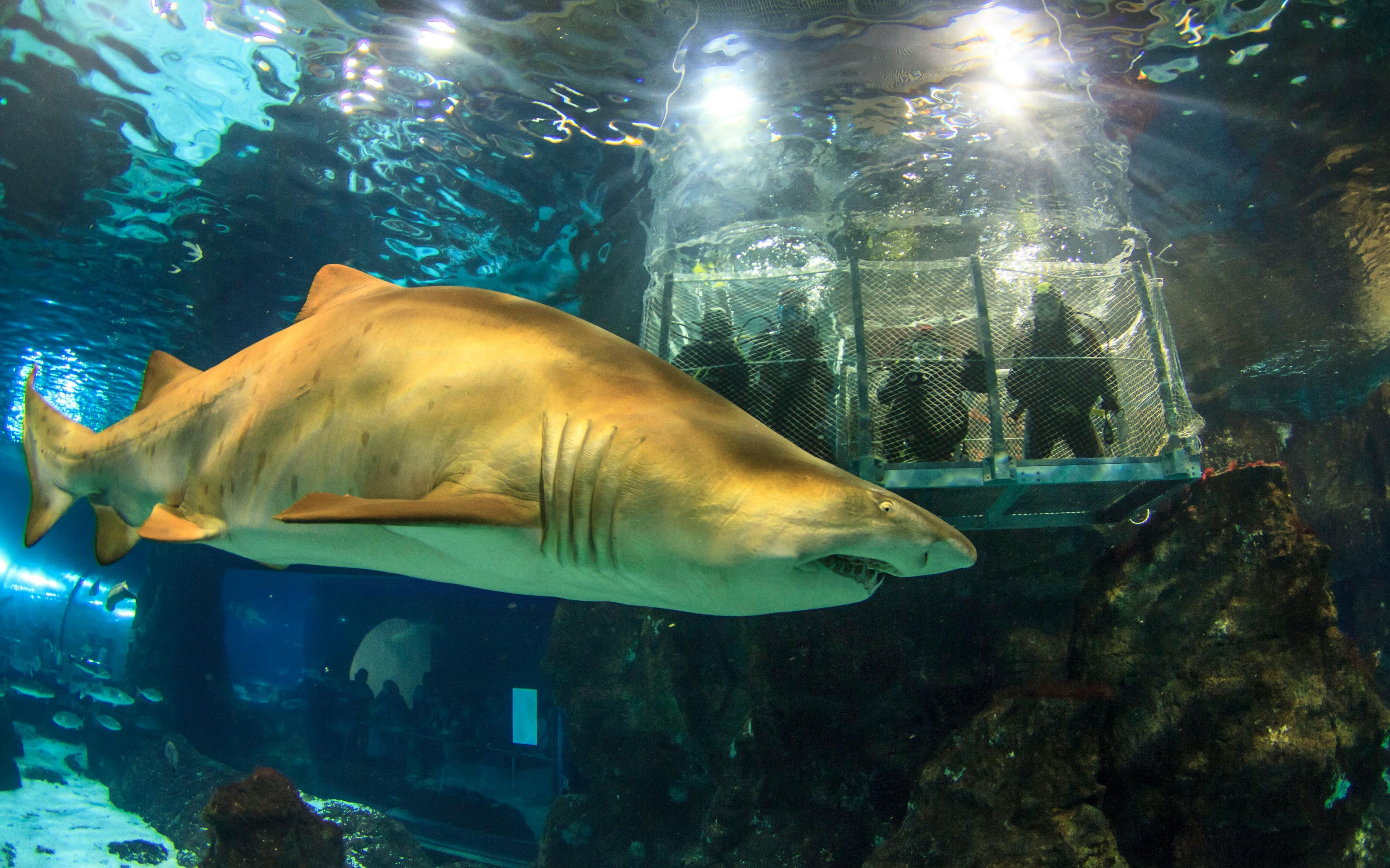 Barcelona Aquarium Schnelleinlass-Tickets - image 3