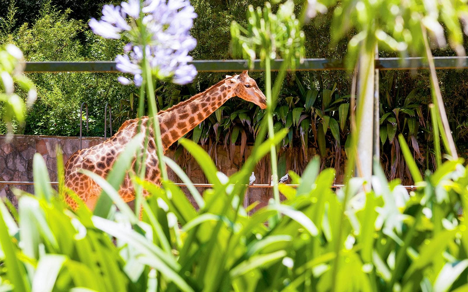 Billets pour le Jardin zoologique - image 3