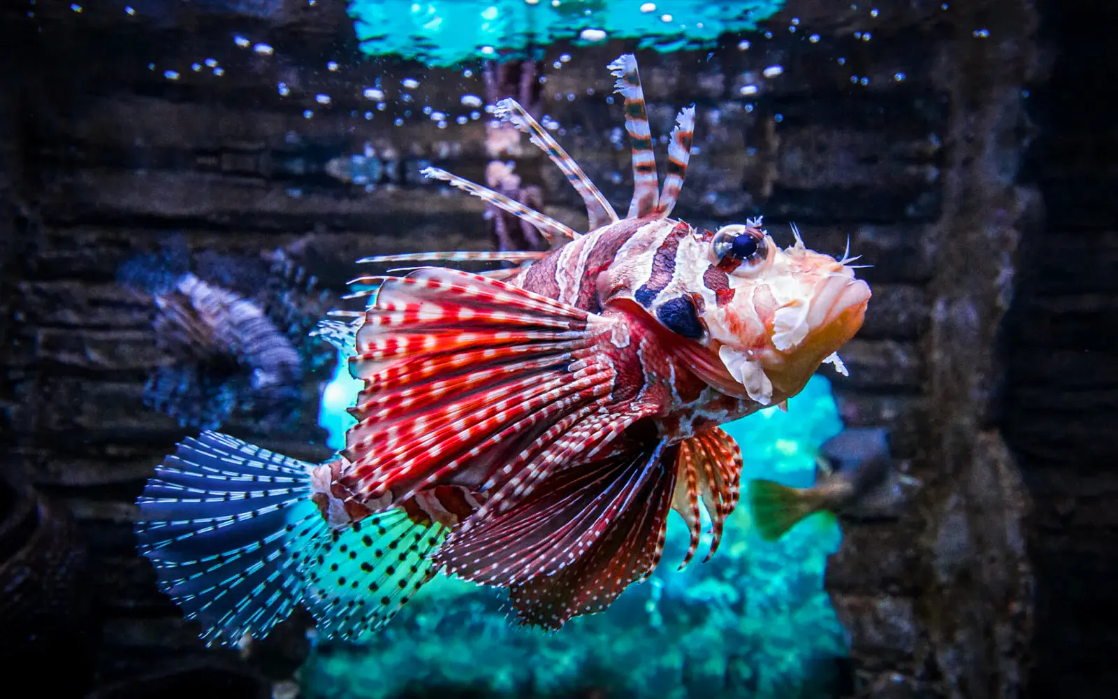Ingressos para o Aquaria KLCC - image 7