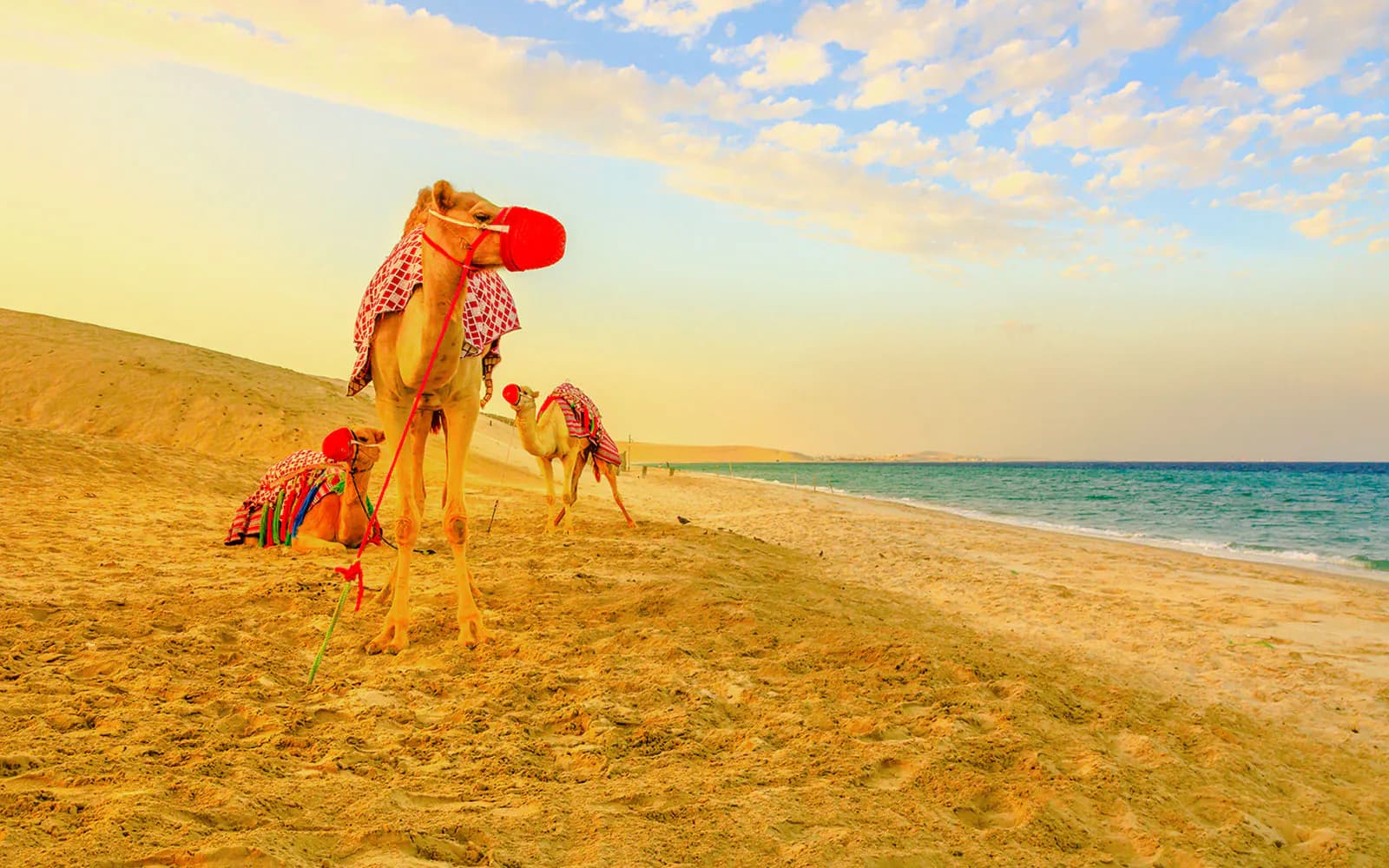 Safari premium por el desierto de Doha con conducción por dunas, sandboarding, paseo en camello, quad y visita al Mar Interior