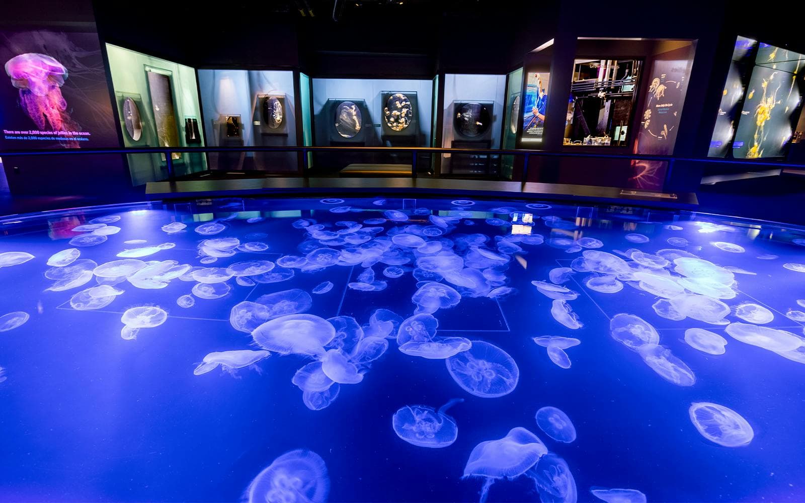 Aquarium of the Pacific Schnelleinlass-Tickets - image 7