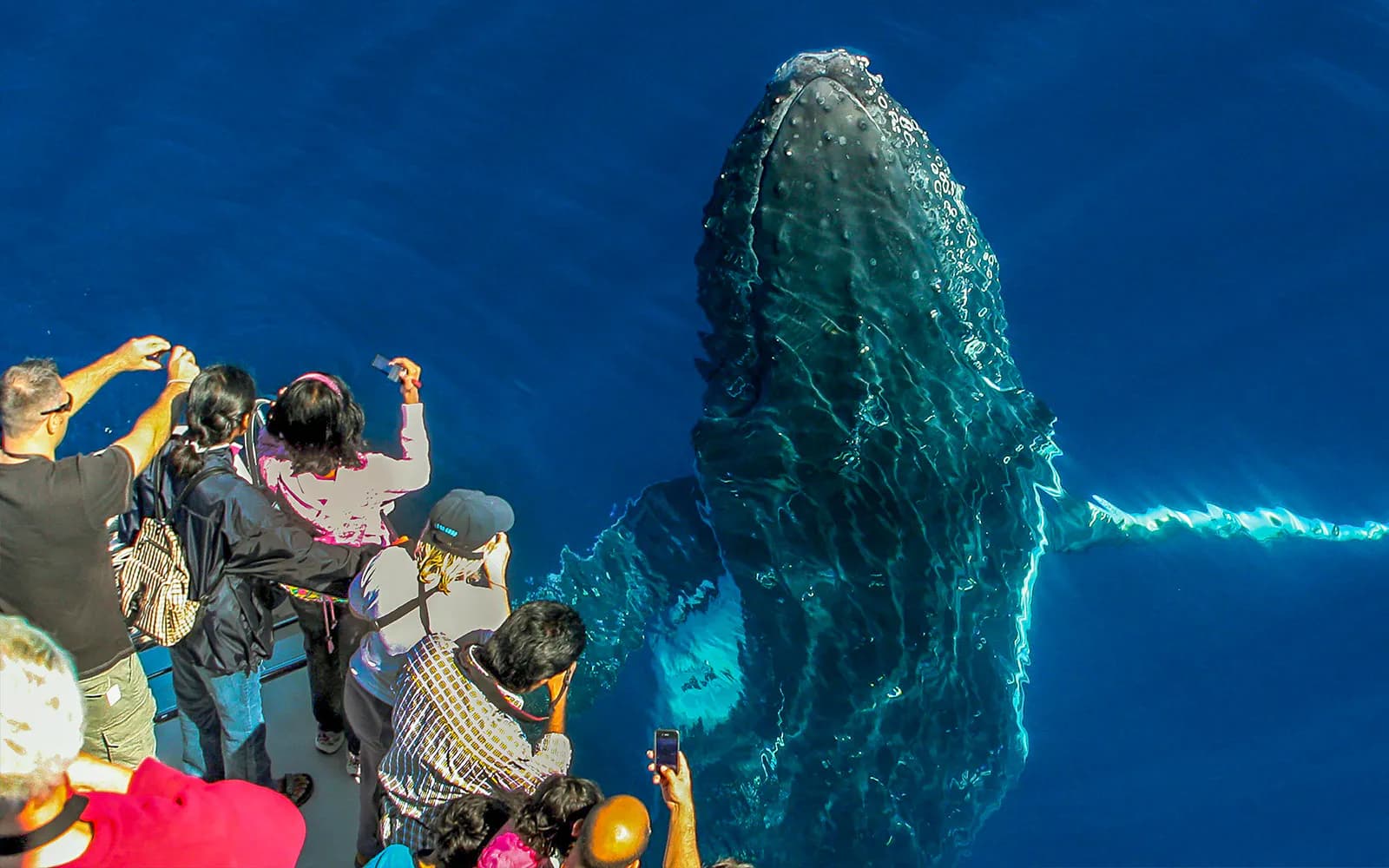 Premium Whale Watching Cruise by SeaWorld - image 10