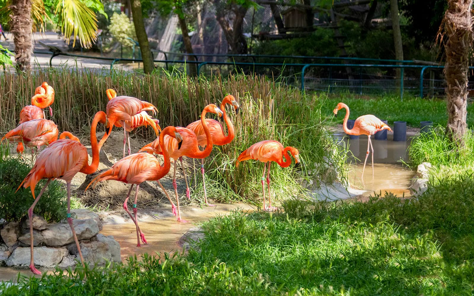 Billets pour le Jardin zoologique - image 8