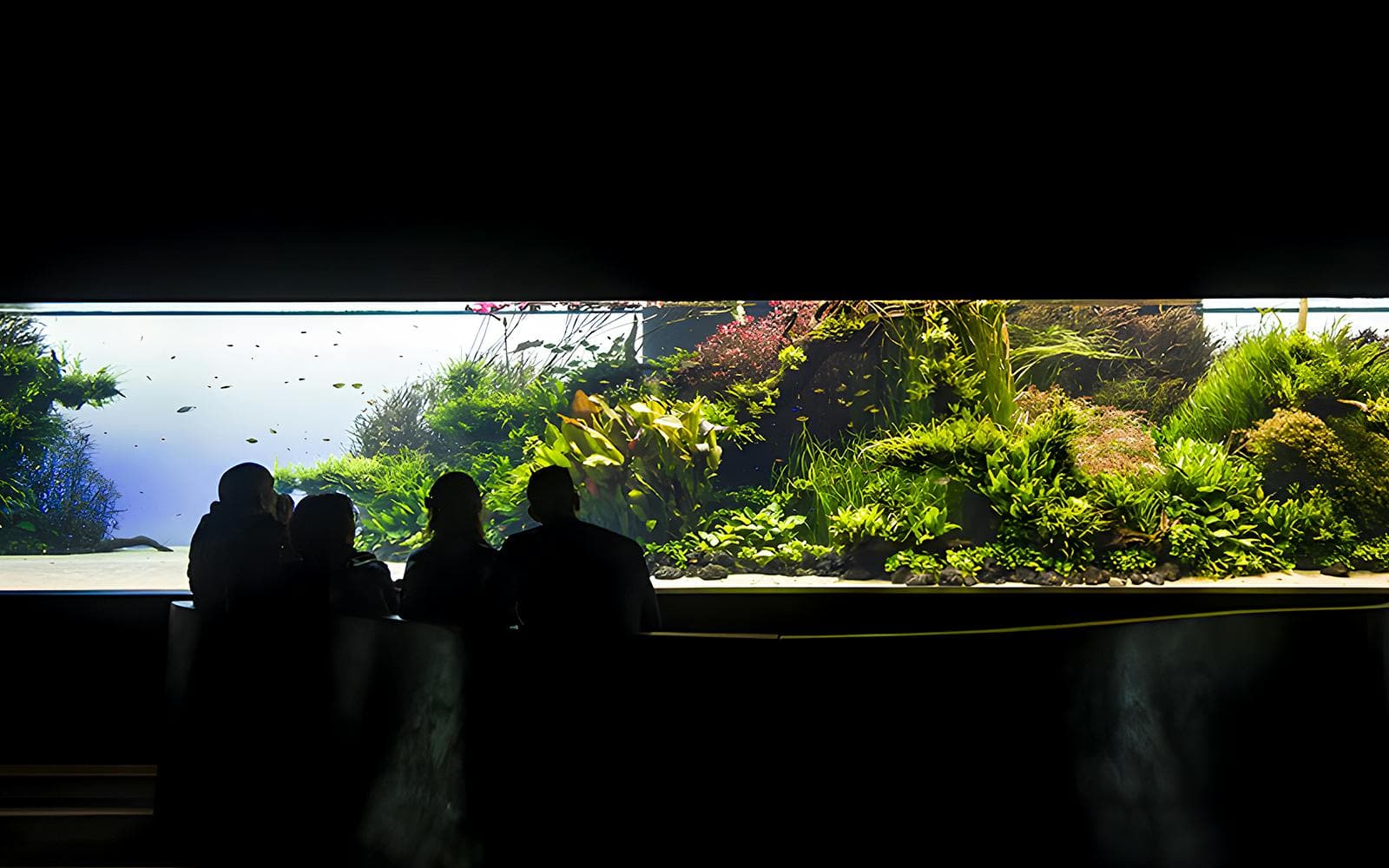 Entradas Oceanário de Lisboa - image 10