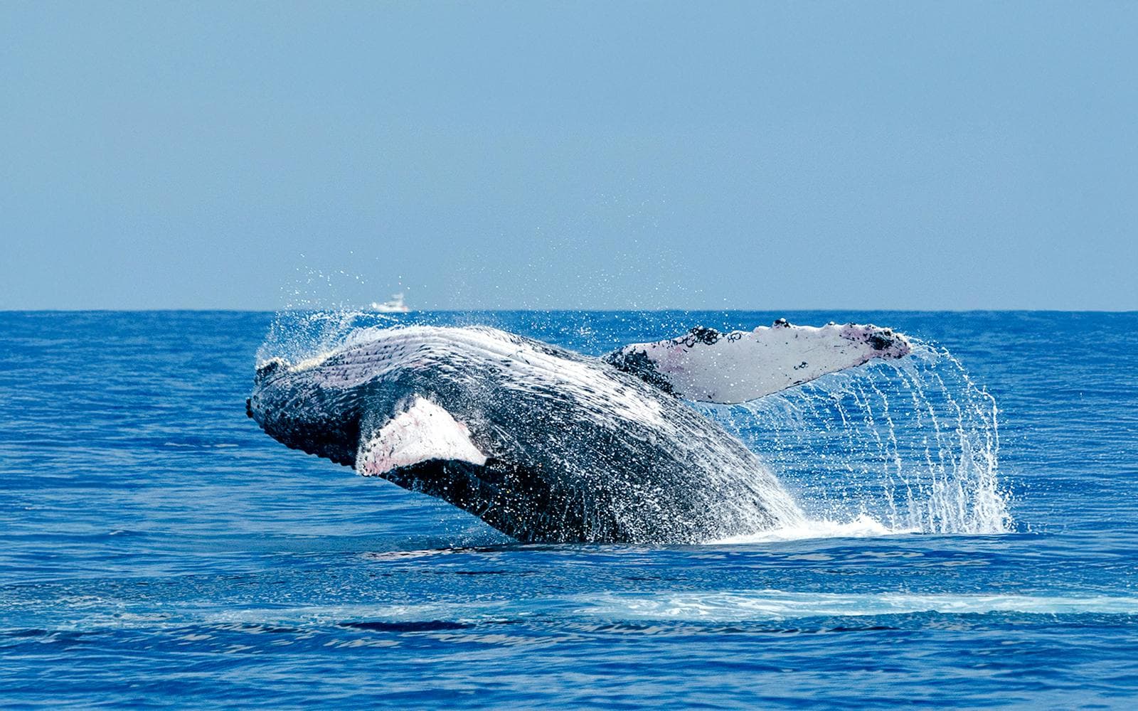 Visite de Long Beach pour observer les baleines et les dauphins - image 4