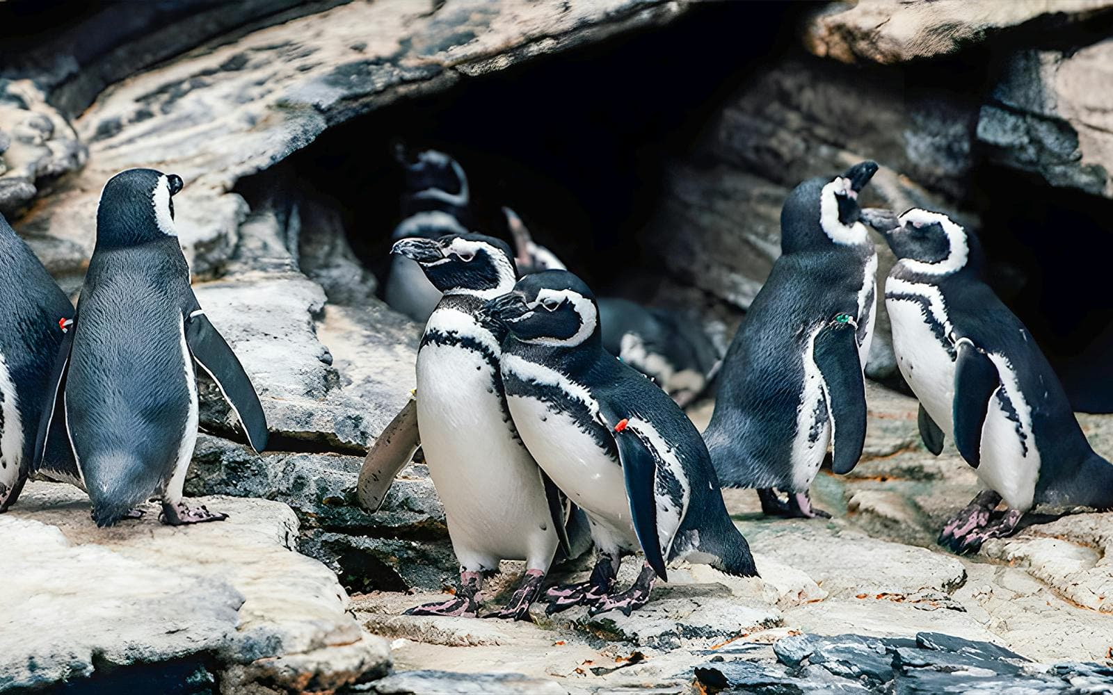 Entradas Oceanário de Lisboa - image 9