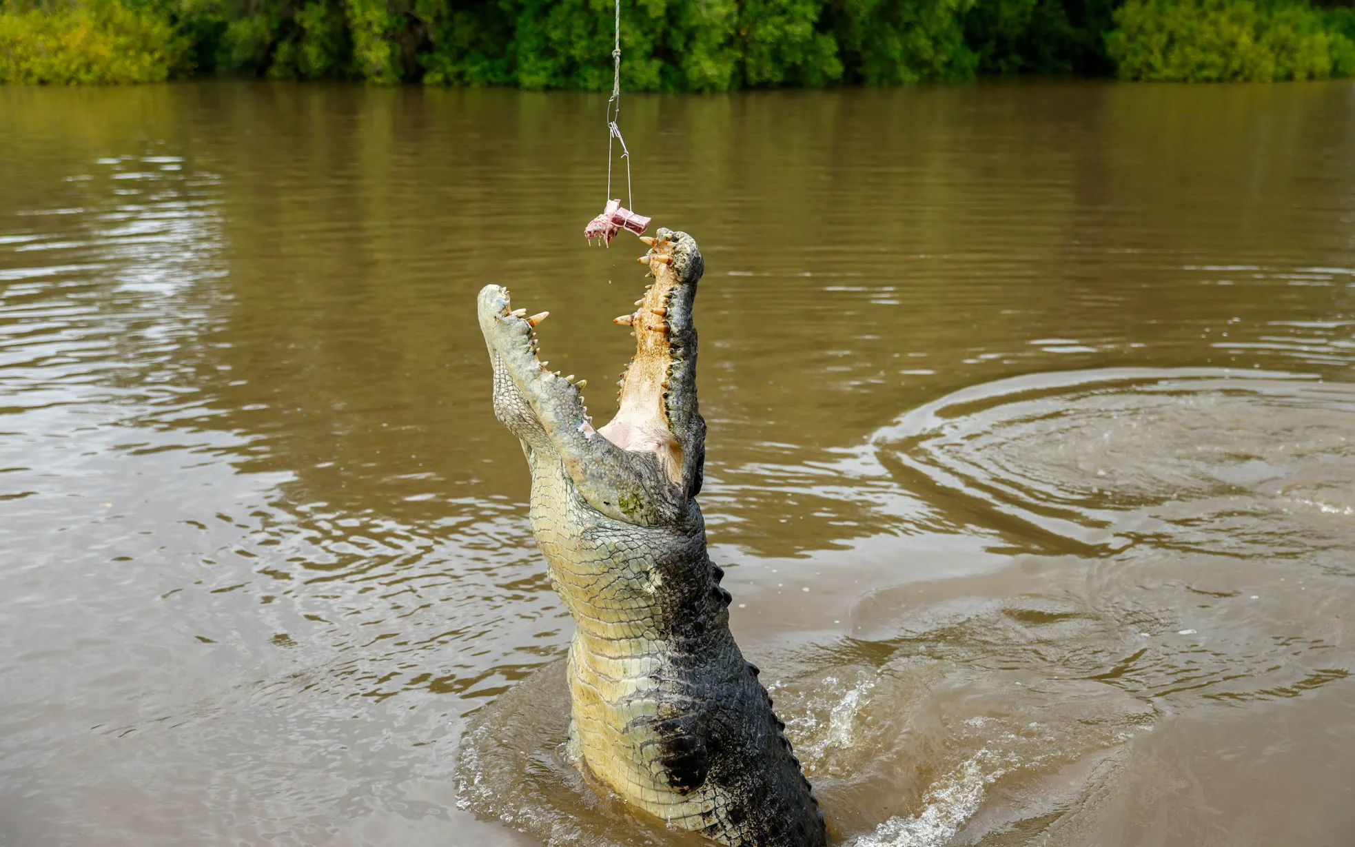 From Darwin: Half Day Tour with Crocodile Jumping Cruise & Return Coach Transfers - image 2