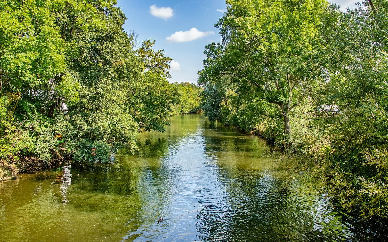Tour di 2 ore in motoscafo nella brughiera sul lungofiume - image 6