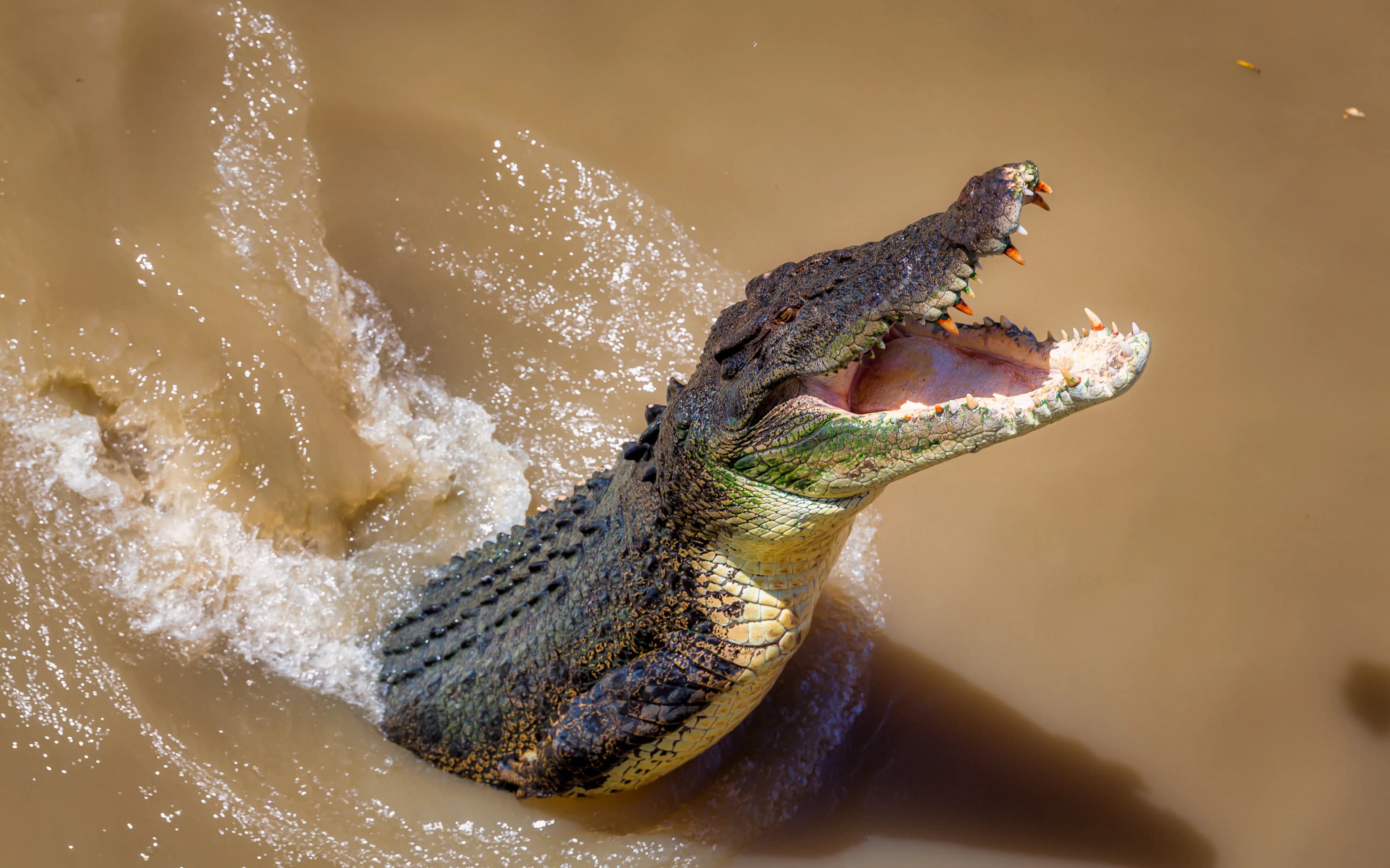 From Darwin: Half Day Tour with Crocodile Jumping Cruise & Return Coach Transfers - image 7
