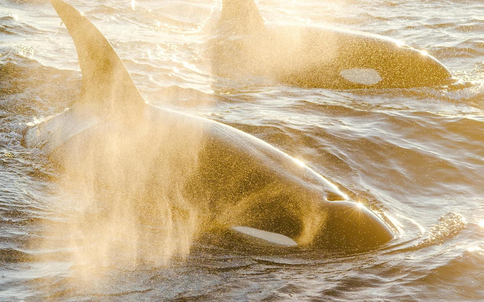 Visite de Long Beach pour observer les baleines et les dauphins - image 7