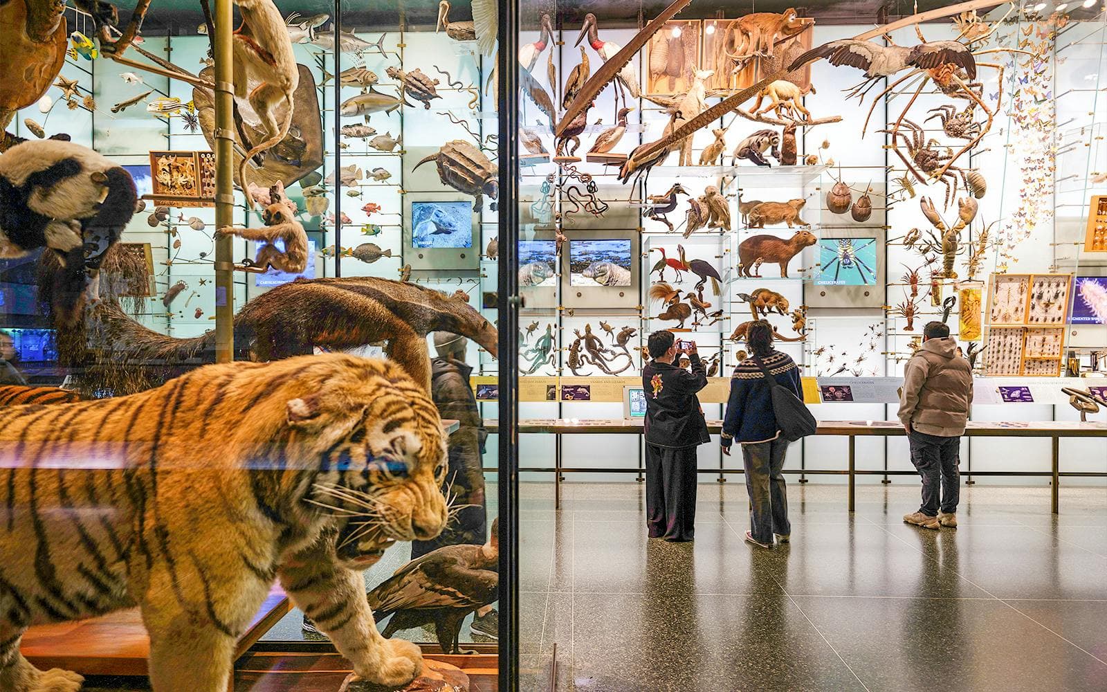 Billets pour le Museum américain d'histoire naturelle - image 6