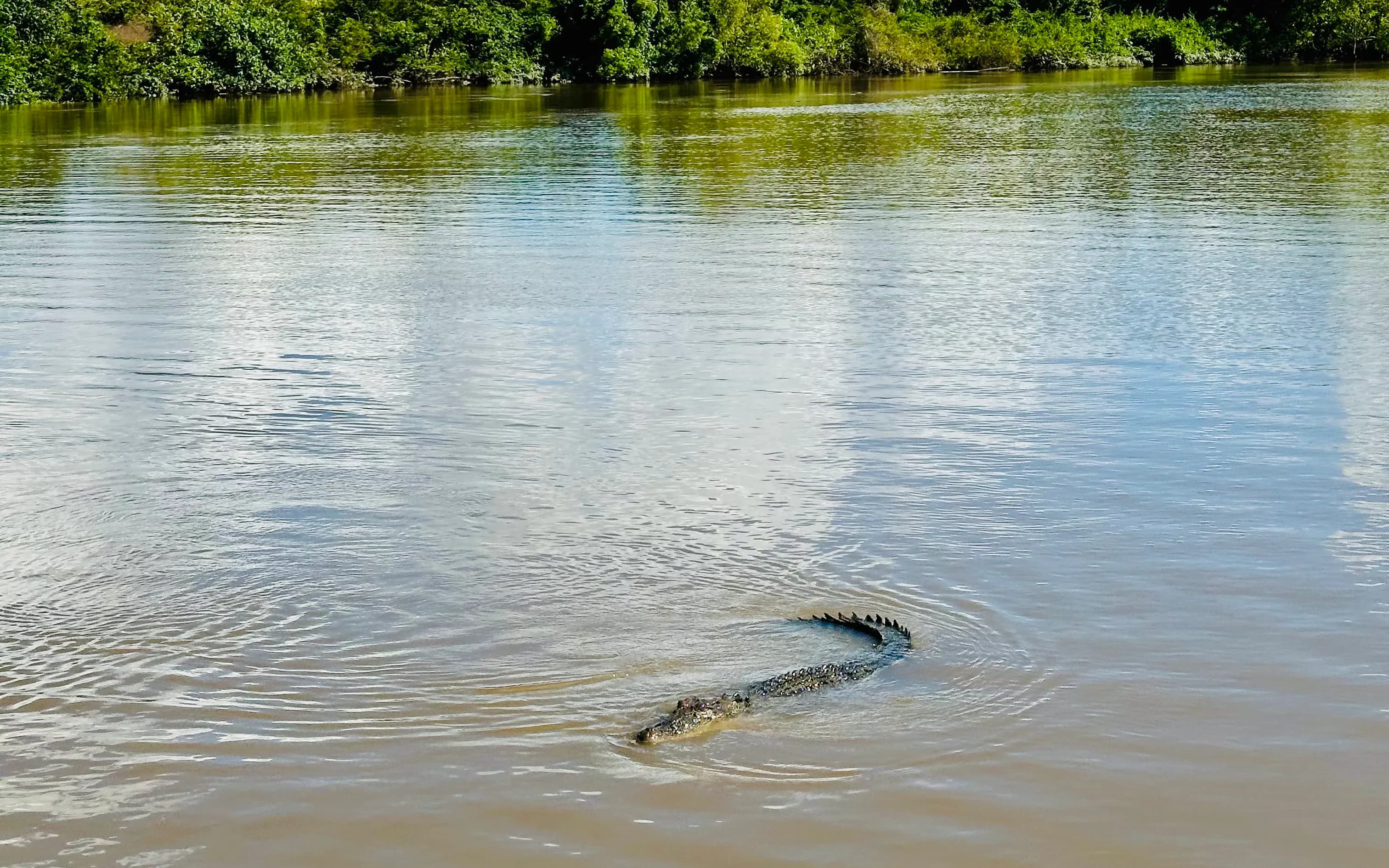 From Darwin: Half Day Tour with Crocodile Jumping Cruise & Return Coach Transfers - image 8