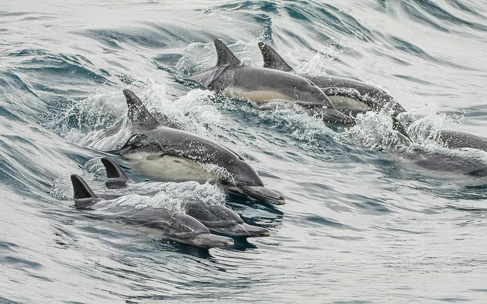 Visite de Long Beach pour observer les baleines et les dauphins - image 5