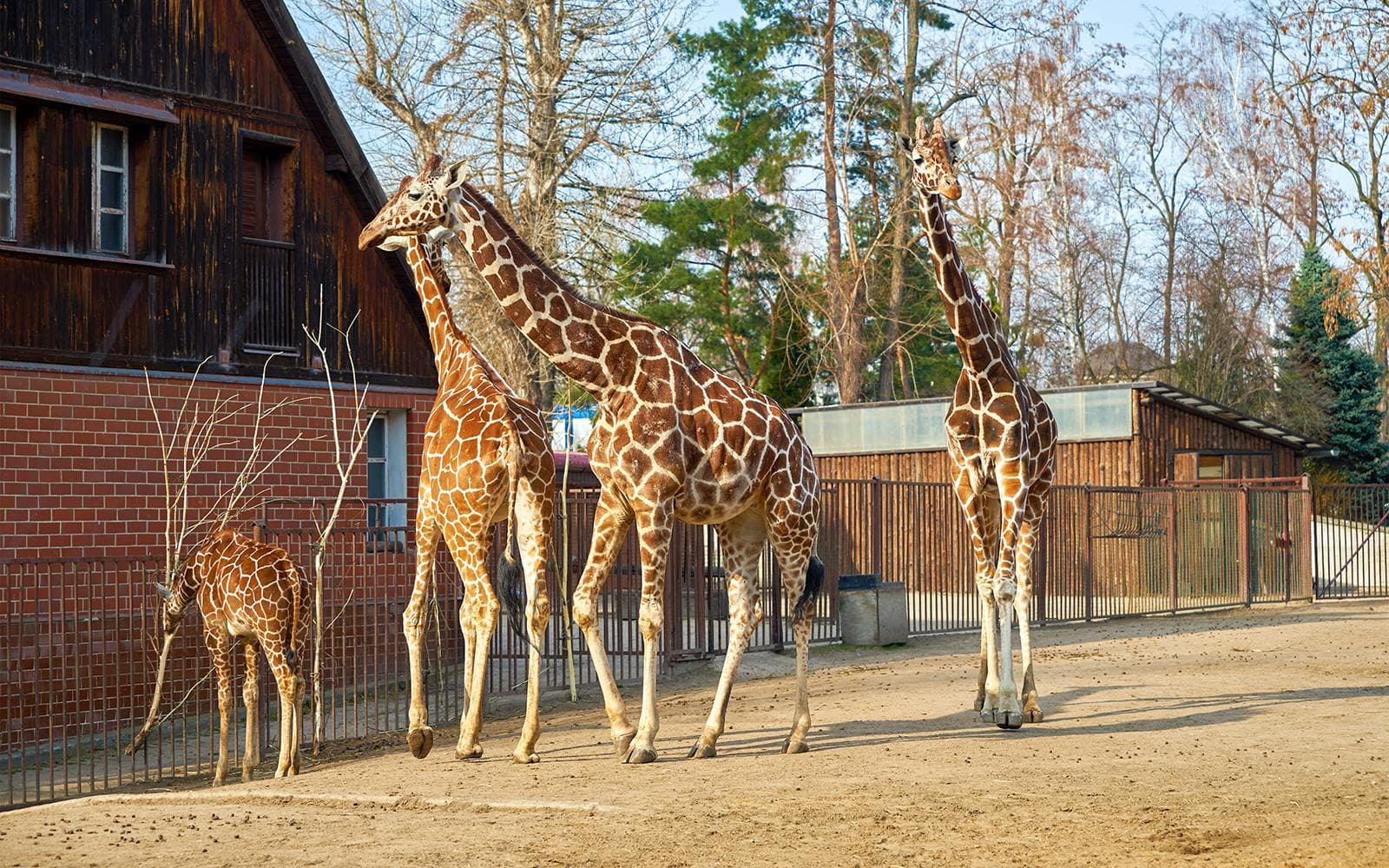 Biglietti Salta la Fila per lo zoo di Breslavia - image 6
