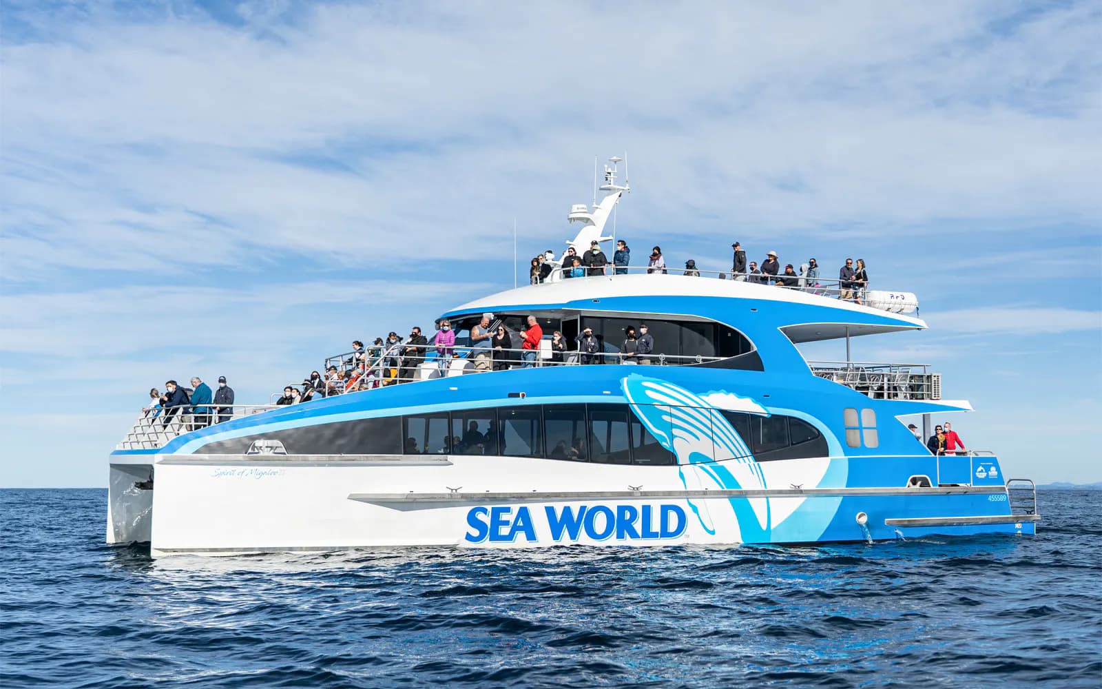 Premium Whale Watching Cruise by SeaWorld - image 4