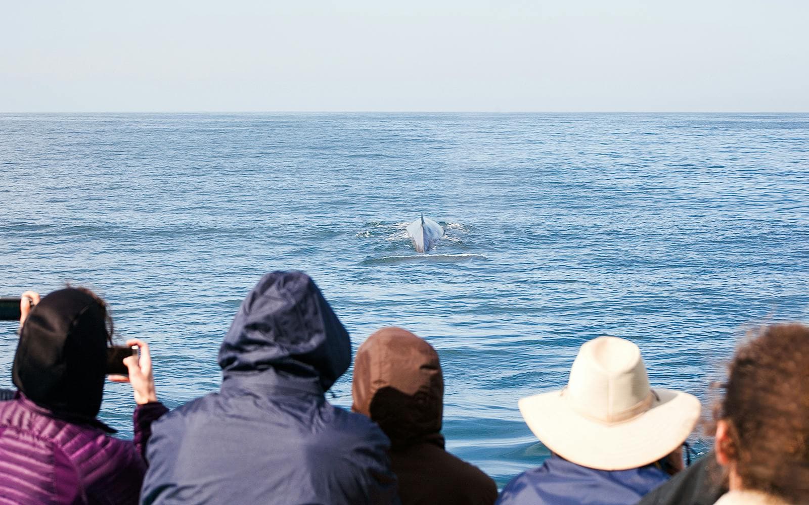 Visite de Long Beach pour observer les baleines et les dauphins - image 3