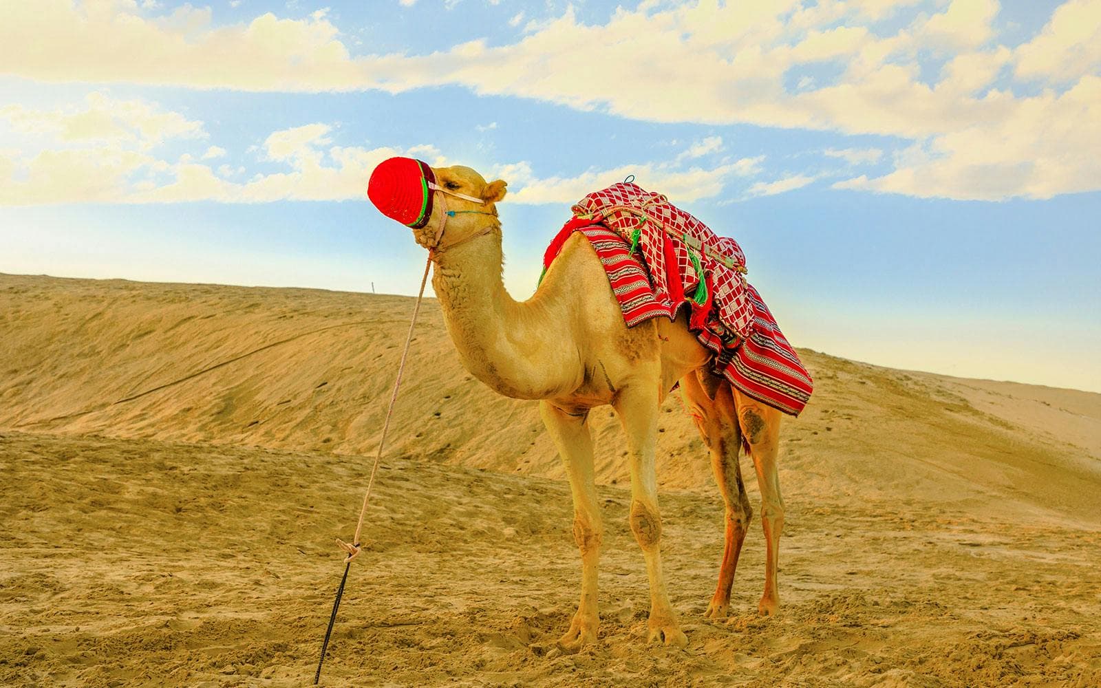 Safari por el desierto de Doha con paseo en camello: conducción por las dunas, sandboard y visita al mar interior - image 5