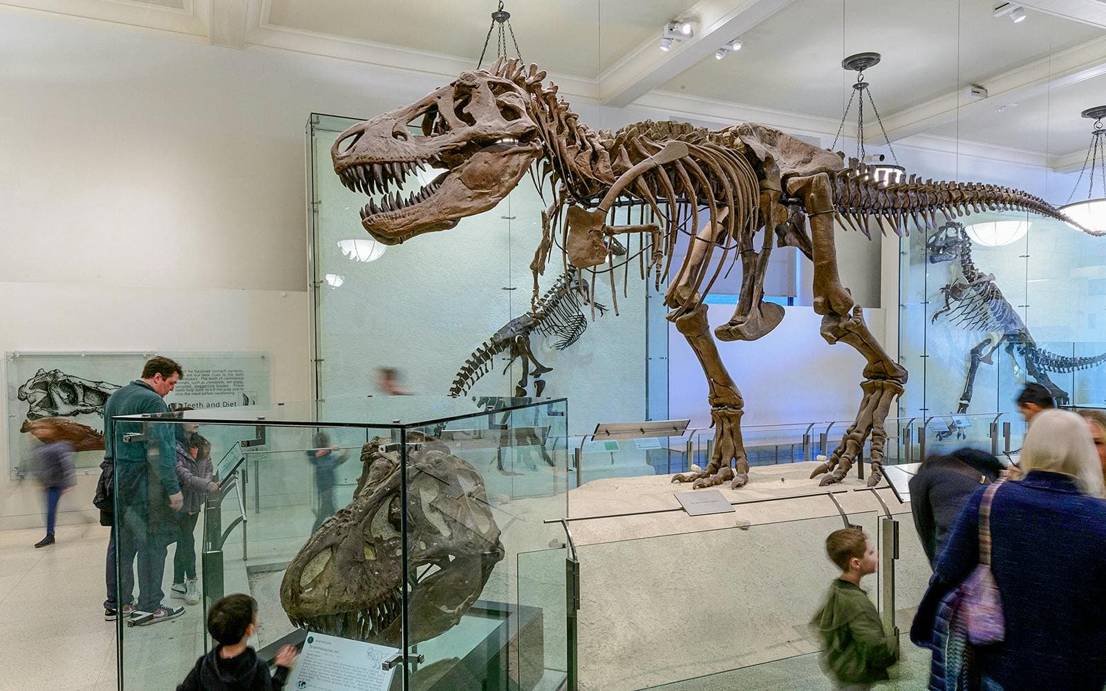 Billets pour le Museum américain d'histoire naturelle - image 3