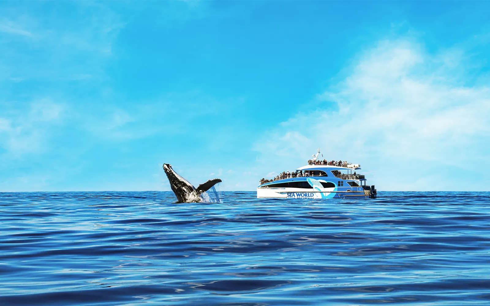 Premium Whale Watching Cruise by SeaWorld - image 6