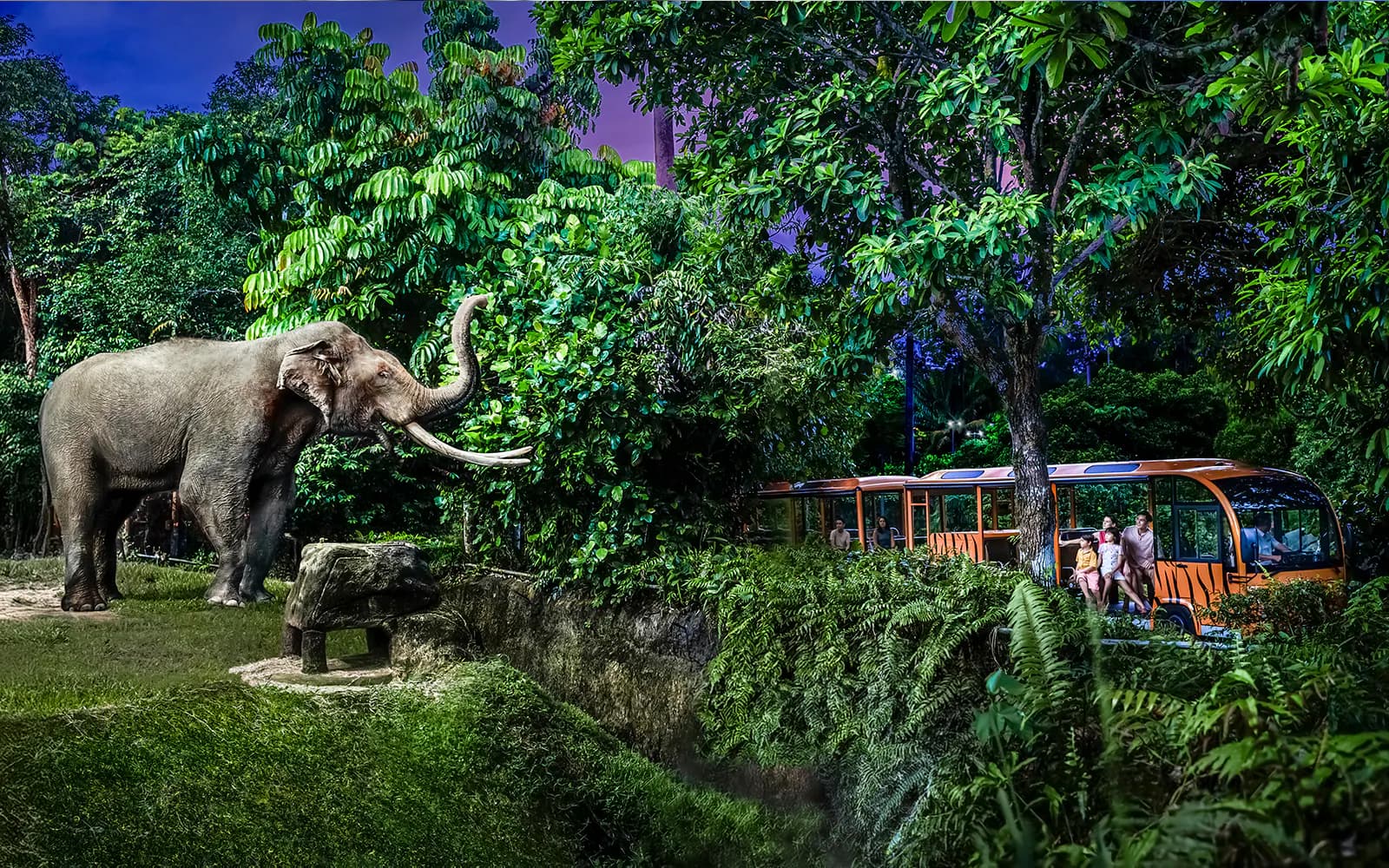 Bilety na nocne safari z przejażdżką tramwajem - image 3