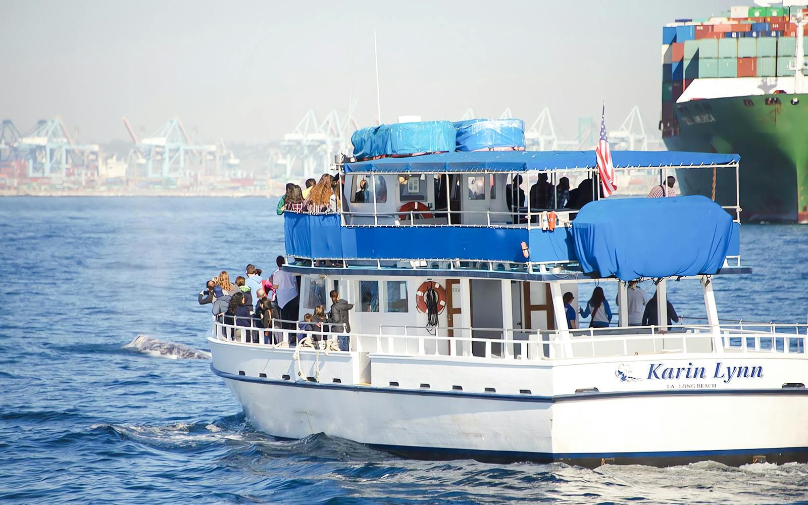 Visite de Long Beach pour observer les baleines et les dauphins - image 8