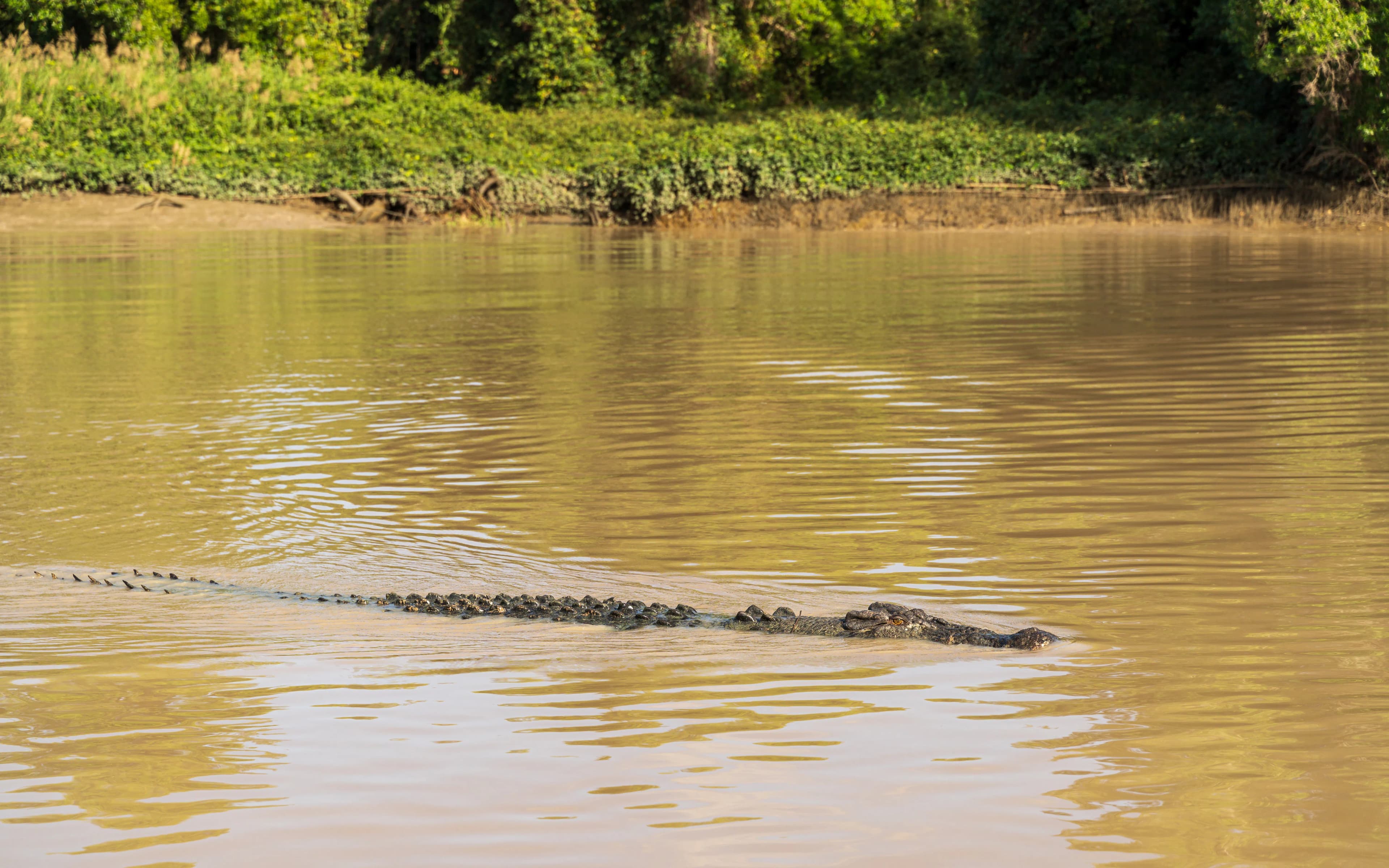 From Darwin: Half Day Tour with Crocodile Jumping Cruise & Return Coach Transfers - image 6
