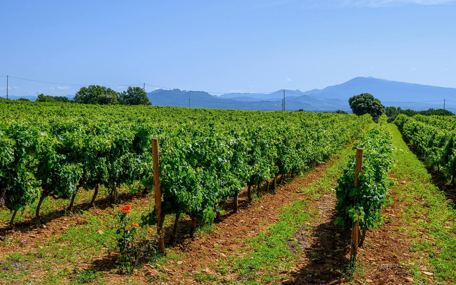 Von Avignon aus: Weintour nach Châteauneuf-du-Pape - image 7