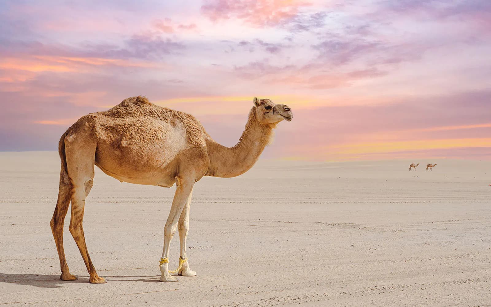 Safari premium por el desierto de Doha con conducción por dunas, sandboarding, paseo en camello, quad y visita al Mar Interior - image 3