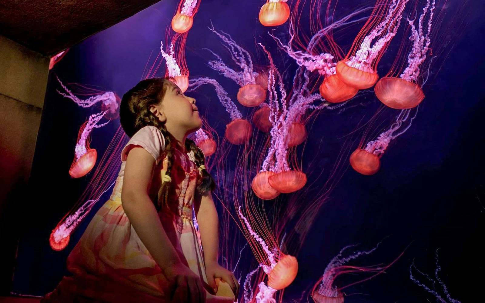 Billets pour l'aquarium The Lost World (anciennement The Lost Chambers) - image 4