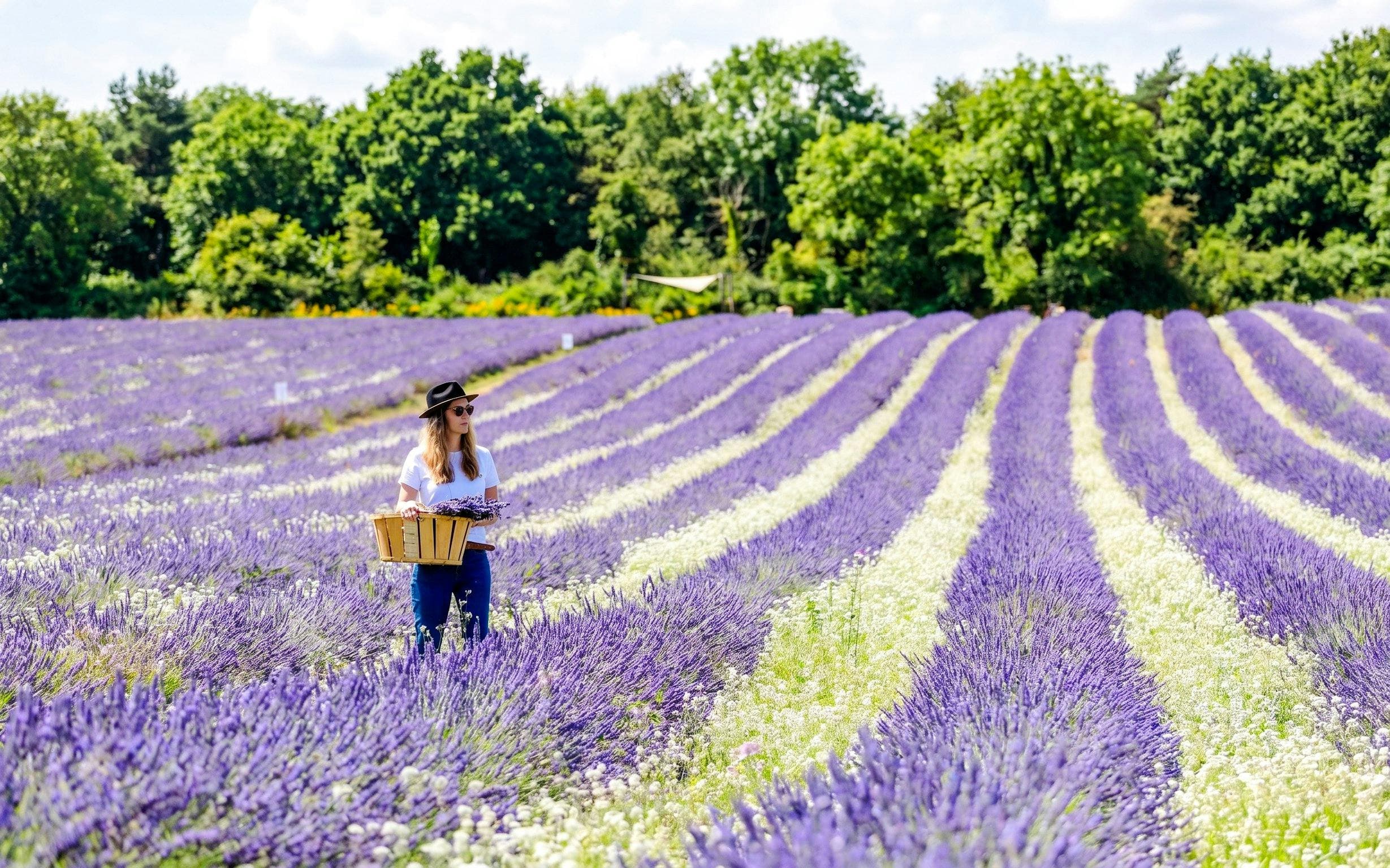 Lavender Fields Family Estate Visit - image 2
