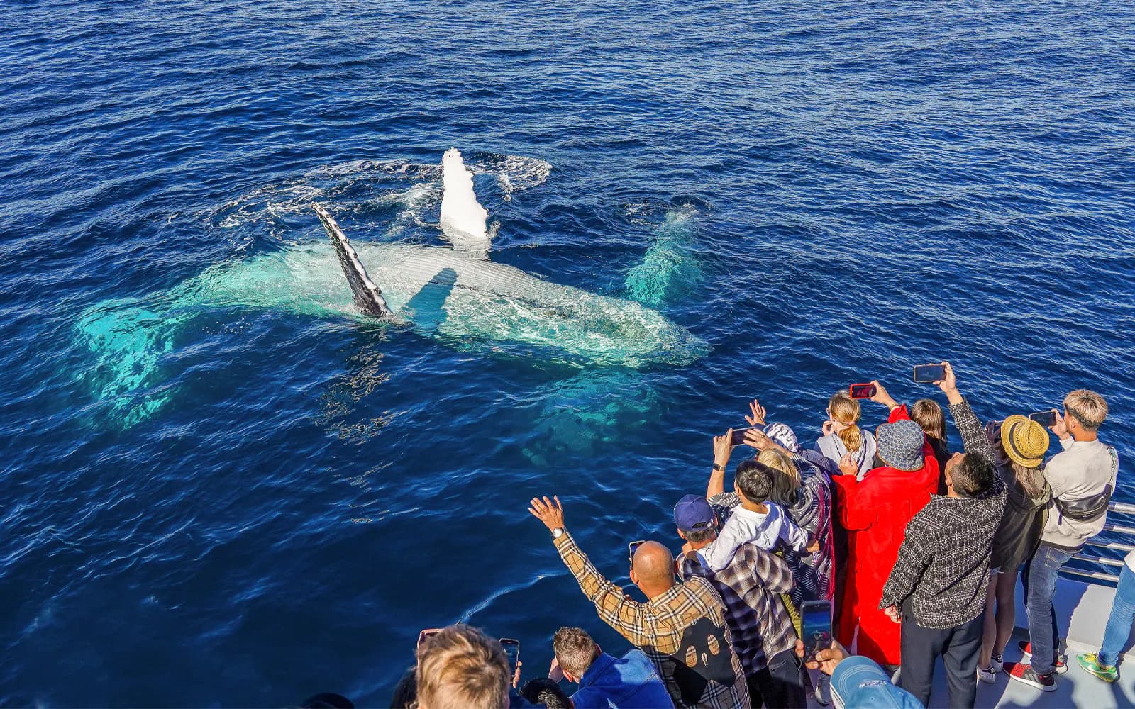 Premium Whale Watching Cruise by SeaWorld - image 3