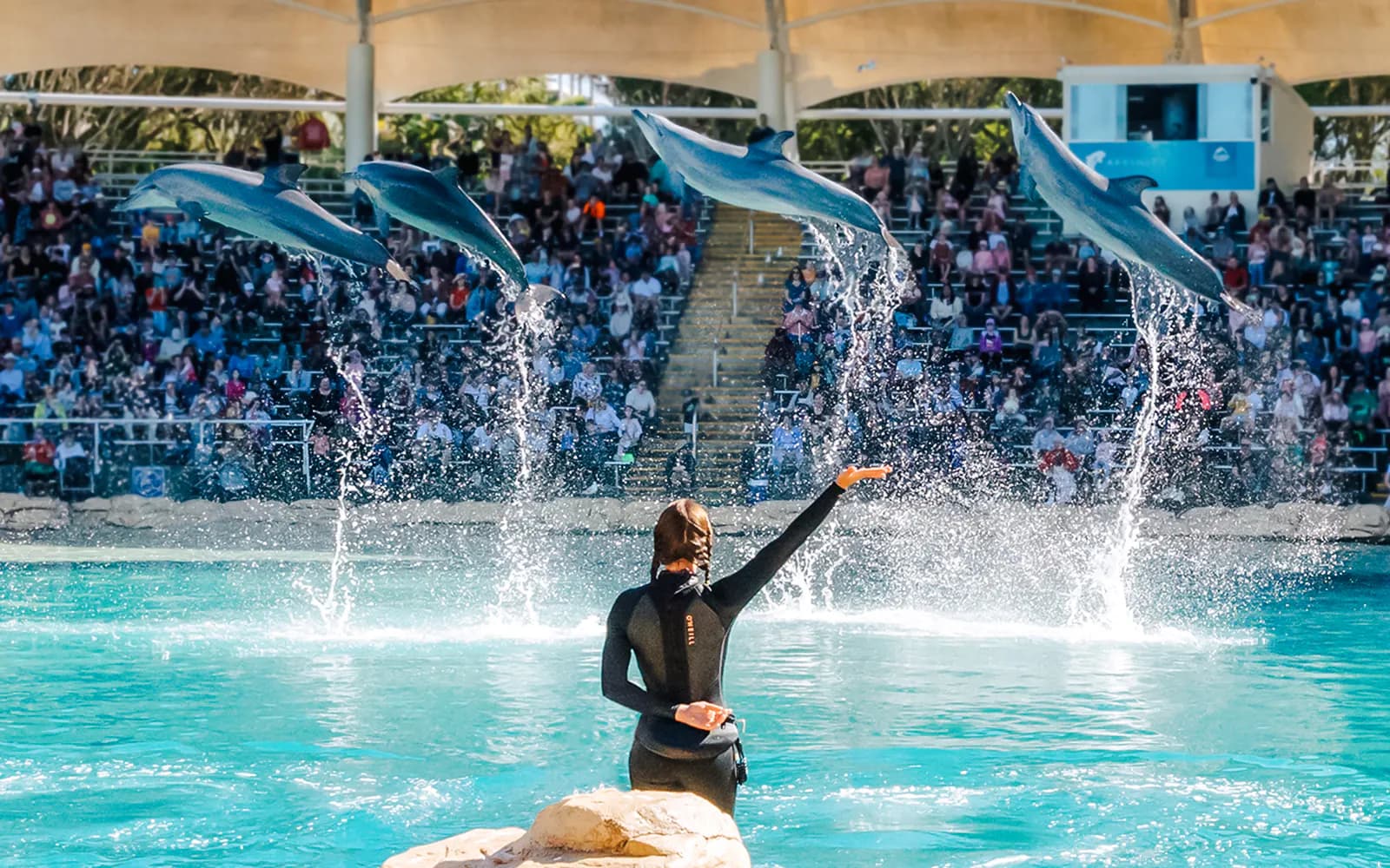 Pase ilimitado de varios días para parques temáticos: Movie World, Sea World y Wet'n'Wild - image 4