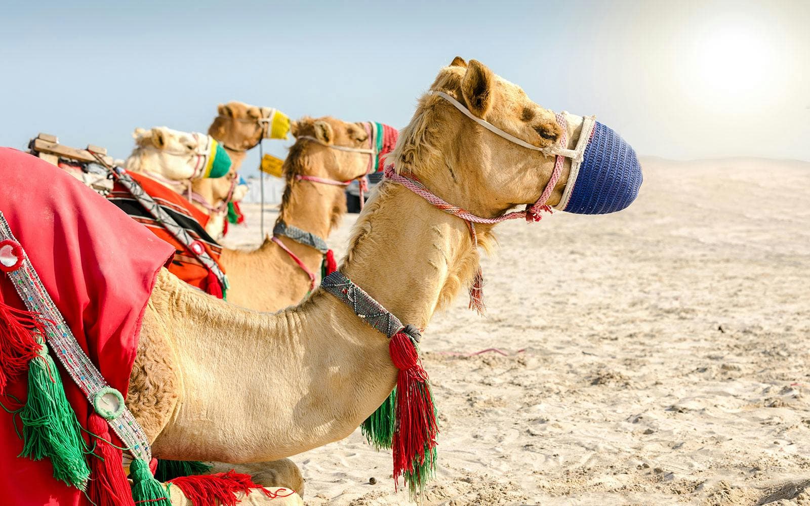 Safari por el desierto de Doha con paseo en camello: conducción por las dunas, sandboard y visita al mar interior - image 8