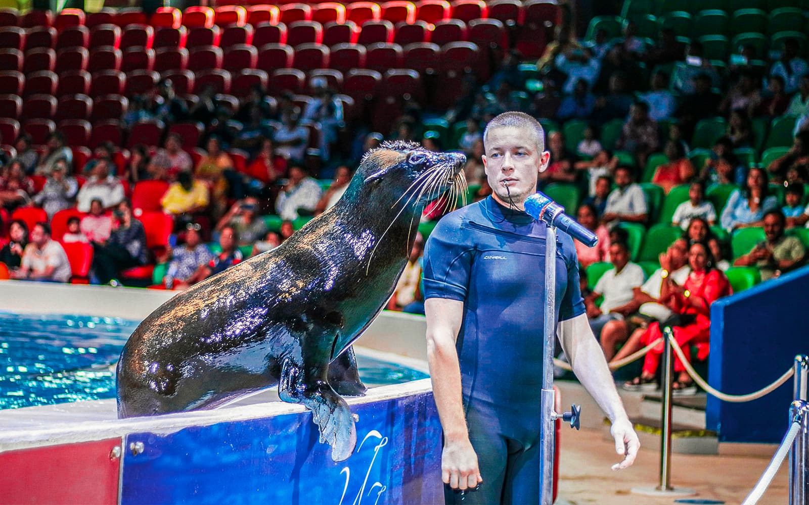 Dubai Dolphinarium: Tickets für die Delfin- und Robbenshow - image 2