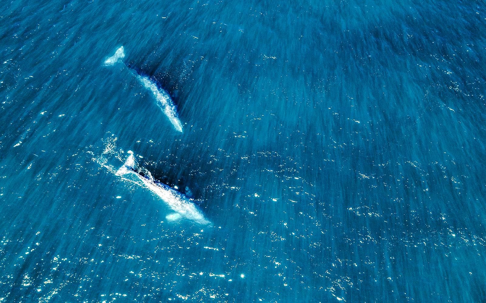 Visite de Long Beach pour observer les baleines et les dauphins - image 6