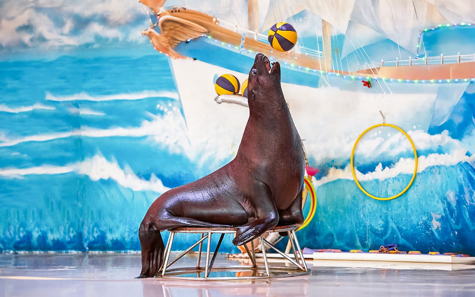 Dubai Dolphinarium: Tickets für die Delfin- und Robbenshow - image 6