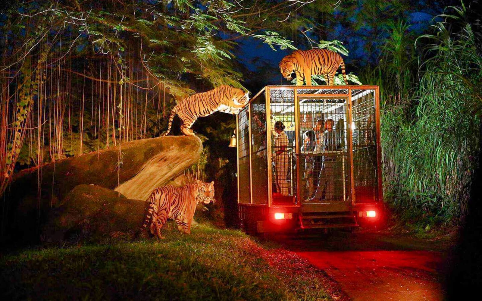 Bali Night Safari Tickets