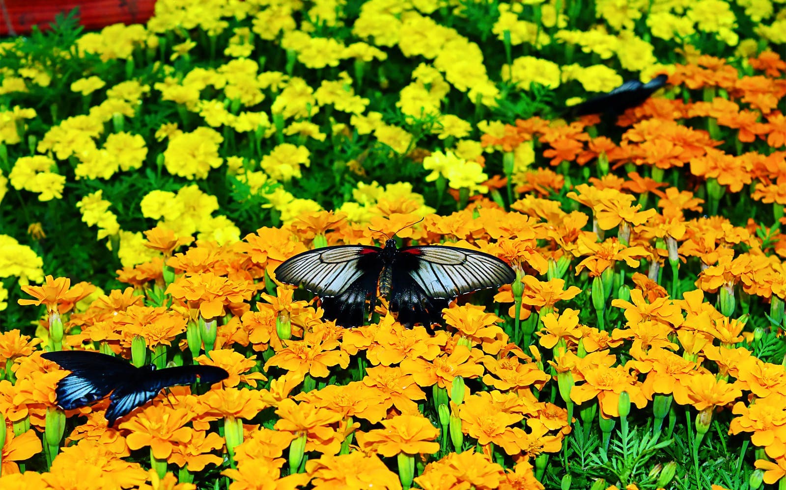 Billets coupe-file pour le Dubai Butterfly Garden - image 5