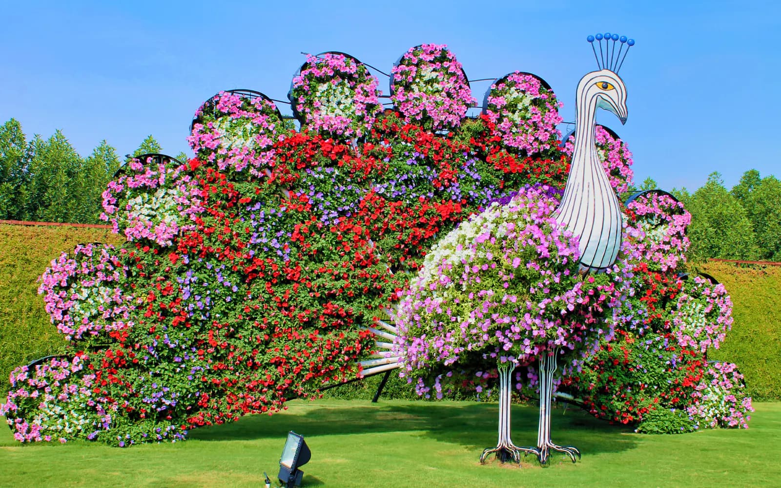 Dubai Miracle Garden Skip-the-Line Tickets - image 4