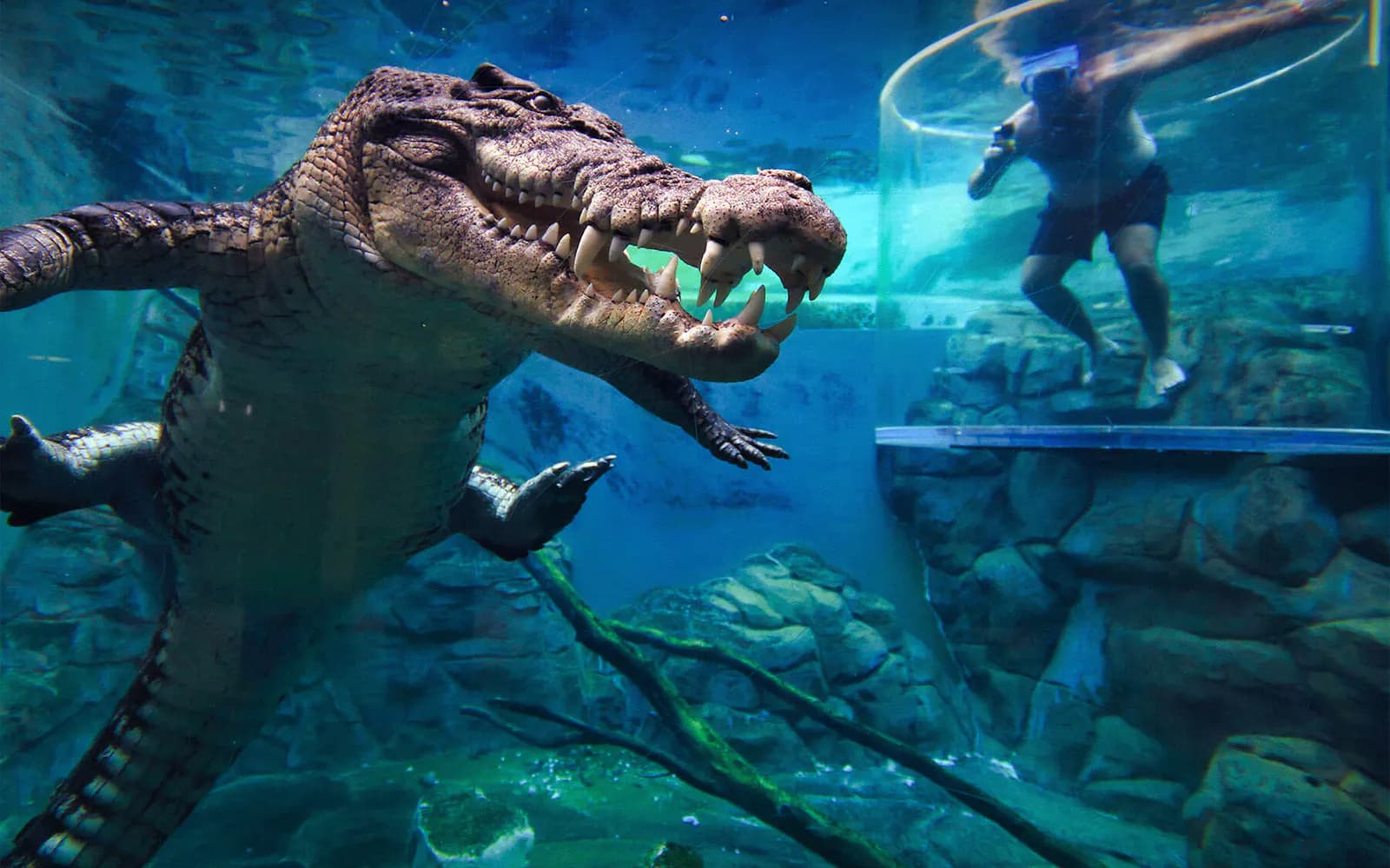 Crocosaurus Cove Tickets with Cage of Death Experience - image 6